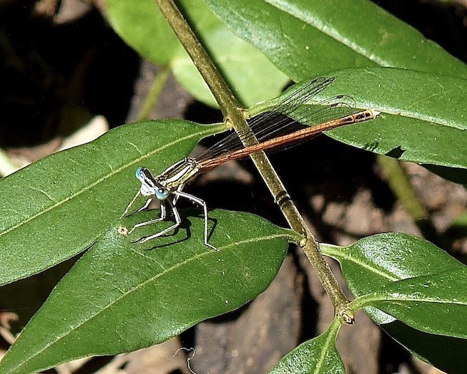orange featherleg